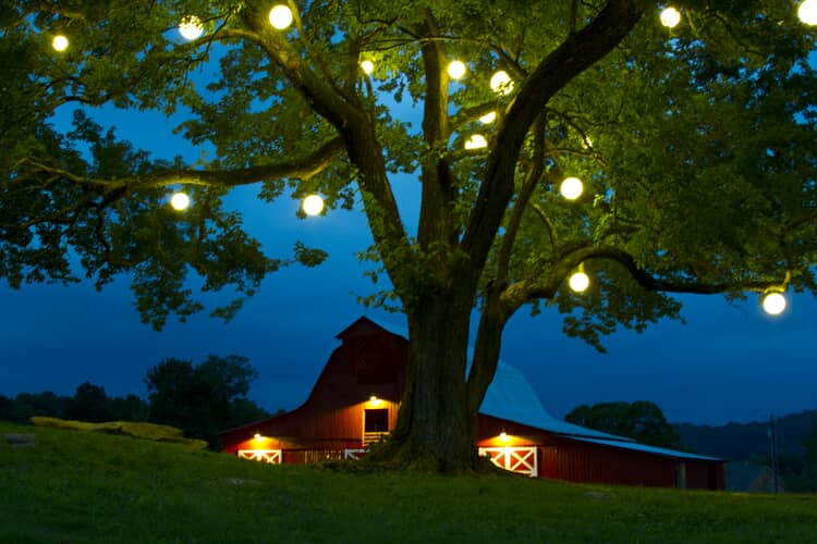 Nashville Orb Lighting at Arrington Vineyard Oak Tree